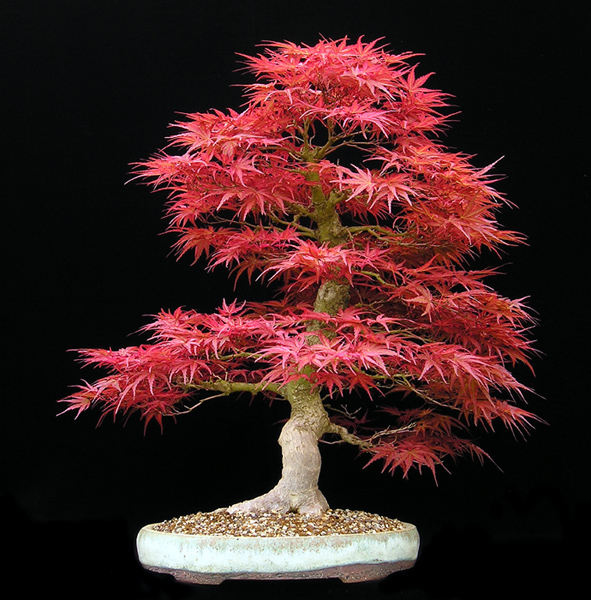 Japanese Maple